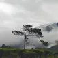 Ladang ganja di kaki Gunung Gede tersebut terletak di ketinggian 1.000 meter di atas permukaan laut (MDPL). 