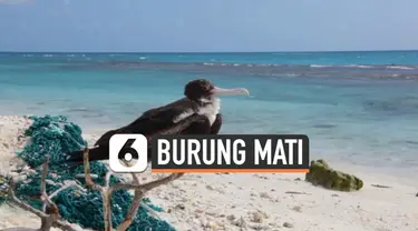 Midway Atoll, sebuah pulau khusus yang dipenuhi banyak spesies burung laut langka yang berada di Kepulauan Hawaii, Amerika Serikat. Salah satunya, elang laut terbesar di dunia. Namun sayang, keberadaan burung-burung tersebut terancam punah karena sam...