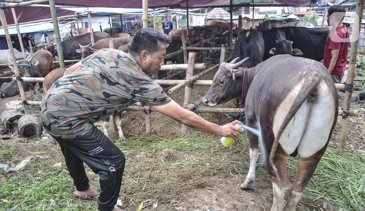Samito menyemprotkan cairan obat saat perawatan sapi kurban di kawasan Pondok Kopi, Duren Sawit, Jakarta Timur, Rabu (15/6/2022). Adanya virus PMK menyebabkan pedagang harus melakukan karantina hewan kurban selama 14 hari sebelum dijual ke masyarakat. (merdeka.com/Iqbal S. Nugroho)