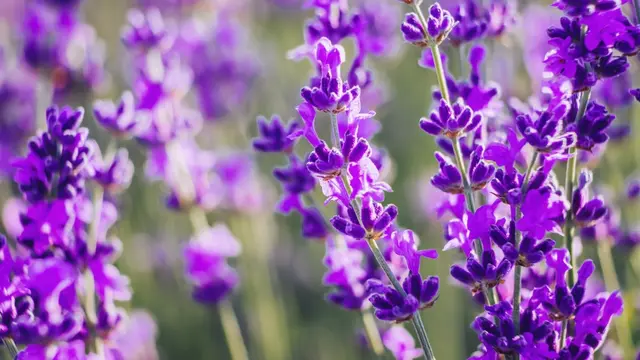 Cara Jitu Mengusir Nyamuk dari Dalam Rumah, Ternyata Semudah Itu Lho