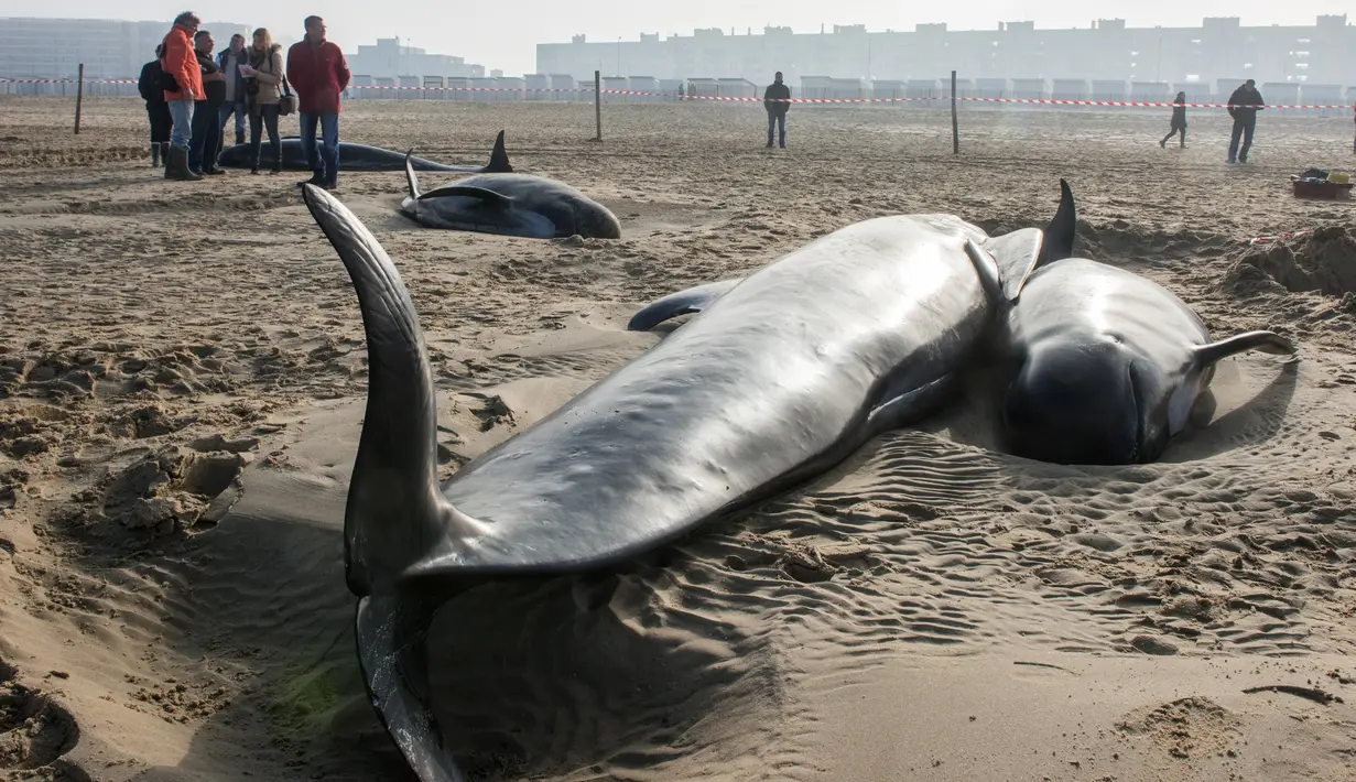 Warga menyaksikan paus pilot yang mati terdampar di Pantai Calais, Prancis, Senin (2/11). Enam dari 10 paus ditemukan sudah mati terdampar di pantai, sedangkan empat ekor paus berhasil diselamatkan petugas dan dikembalikan ke laut. (AFP/ Denis Charlet)