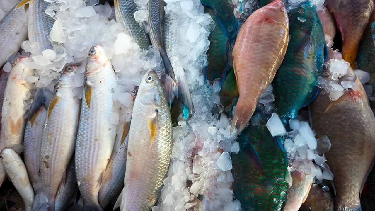 Hal yang Perlu Diperhatikan Saat Mengolah Ikan Beku