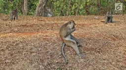 Kawanan monyet terlihat saat berkeliaran di kawasan Pantai Indah Kapuk (PIK), Jakarta, Selasa (17/9/2019). Kawanan monyet yang berasal dari Suaka Margasatwa Muara Angke tersebut keluar dari habitatnya ke jalan untuk mencari makanan. (Liputan6.com/Herman Zakharia)