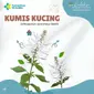 Manfaat Kumis Kucing untuk Diabetes: Apa Kata Pakar Herbal? (instagram.com/hortusmedicus_tawangmangu)