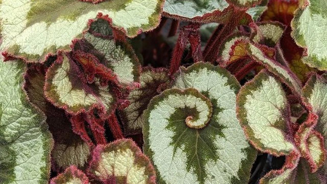 Begonia Escargot