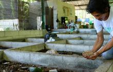 Mengelola Sampah dan Peluang Usaha Lewat Budidaya Maggot di Rumah