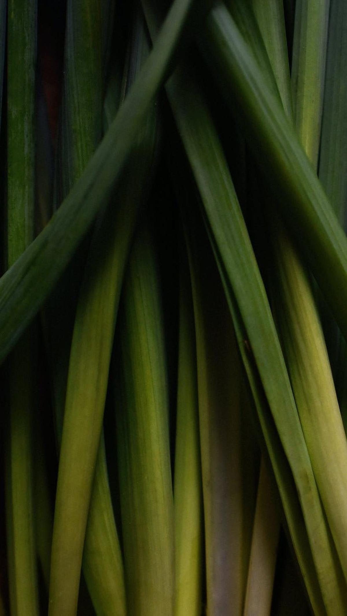 Serai, atau yang juga dikenal dengan nama sereh, bukan hanya sekadar bumbu aromatik dalam masakan atau pengusir nyamuk yang populer.