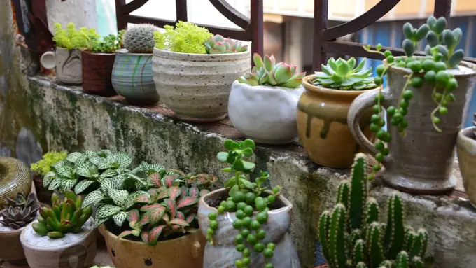 Ilustrasi Tanaman Hias