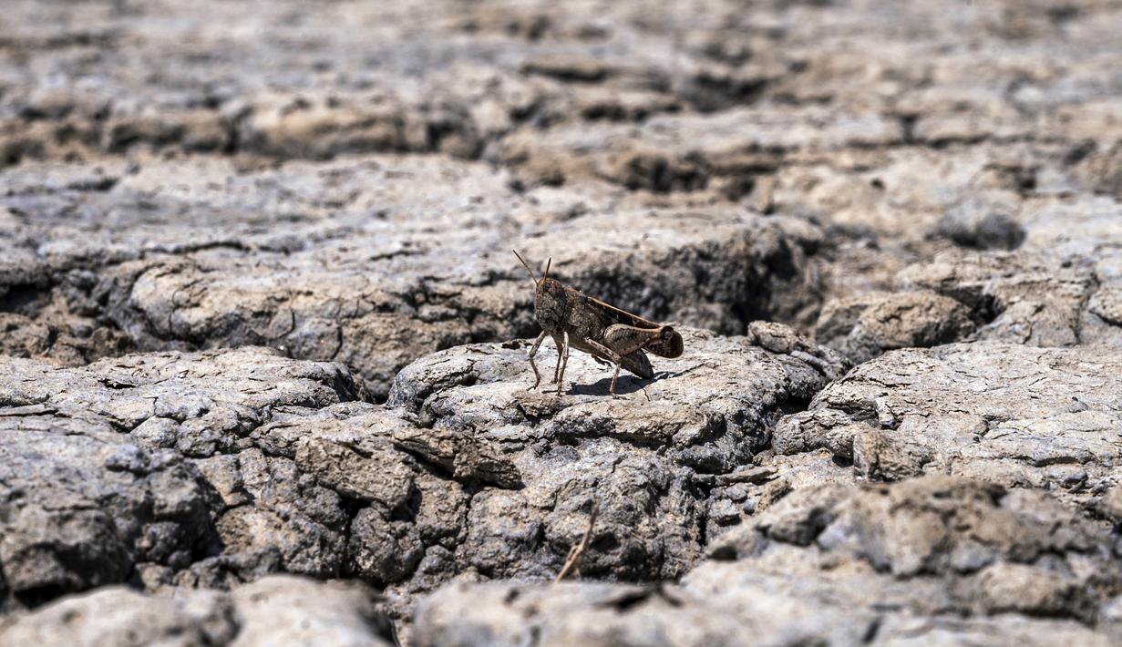 Kekeringan parah di Yunani utara, yang diperparah oleh gelombang panas dan curah hujan yang rendah, menyebabkan kekurangan air yang mengancam pertanian, mengeringkan danau, dan membuat masyarakat lokal yang bergantung pada pariwisata menjadi stres. (AP Photo/Giannis Papanikos)