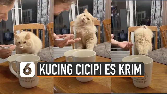 Beredar video ekspresi kucing saat cicipi es krim. Ternyata kucing ini baru pertama kali mencoba es krim.