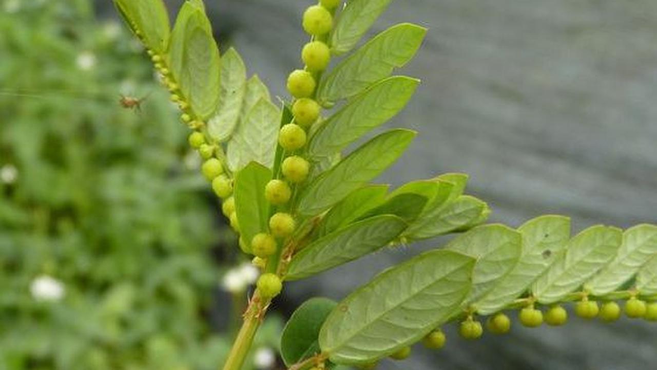 <b>Khasiat Daun Meniran</b>