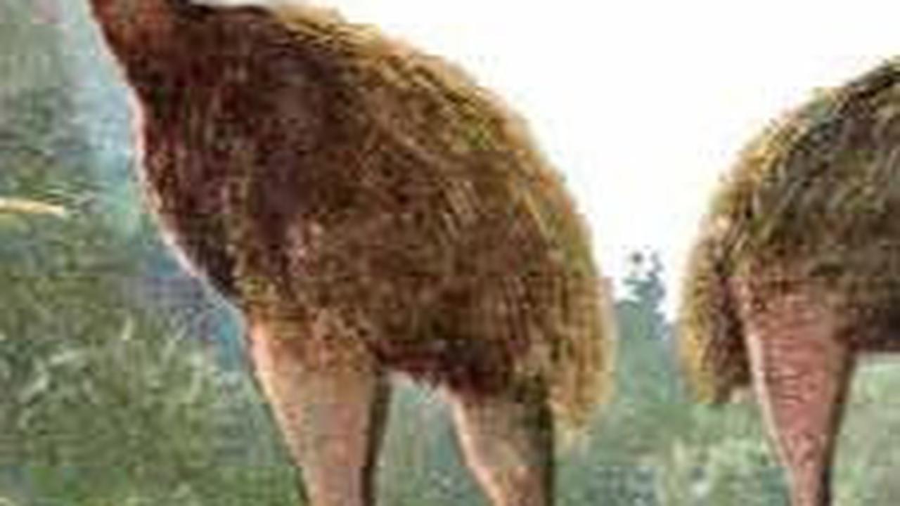 <b>Kutu Burung: Berusia 100 Juta Tahun</b><br>