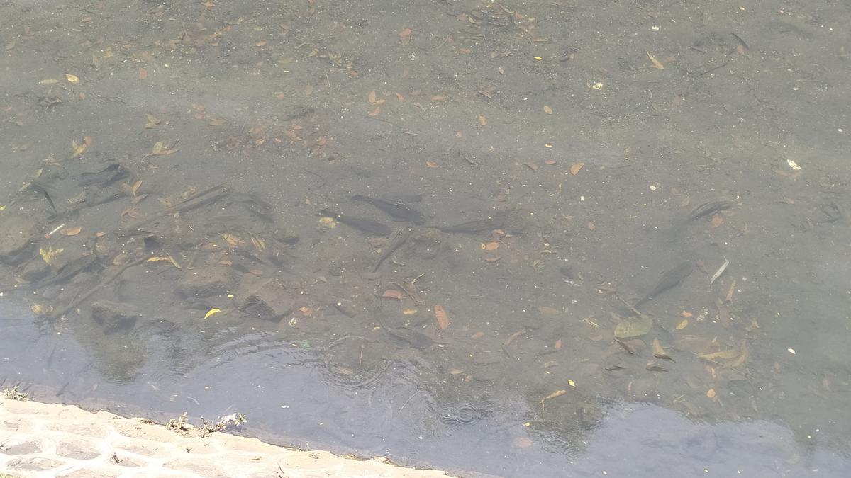 Pemprov DKI Gelar Operasi Tangkap Ikan Sapu-Sapu Serentak Besok Jumat 17 April 2026, Ini Titiknya