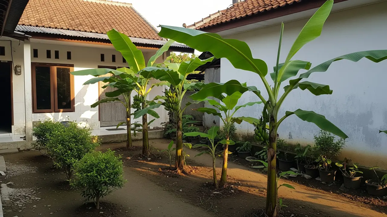 Jenis Pohon Pisang Pendek untuk Lahan Terbatas