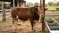 Cara Memilih Sapi Kurban Sesuai Syariat Islam, Panduan Lengkap agar Ibadah Tak Sia-sia