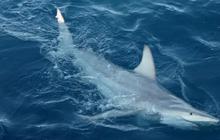 Pria Australia Tewas Disambar Hiu saat Memancing