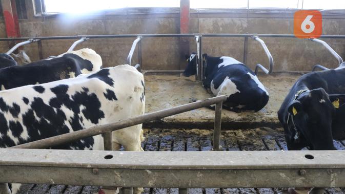200 Ribu Lebih Sapi Perah Di Jawa Timur Masih Kurang Surabaya