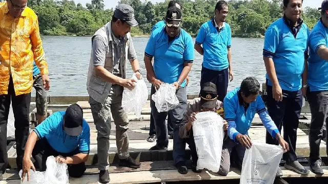Ikan