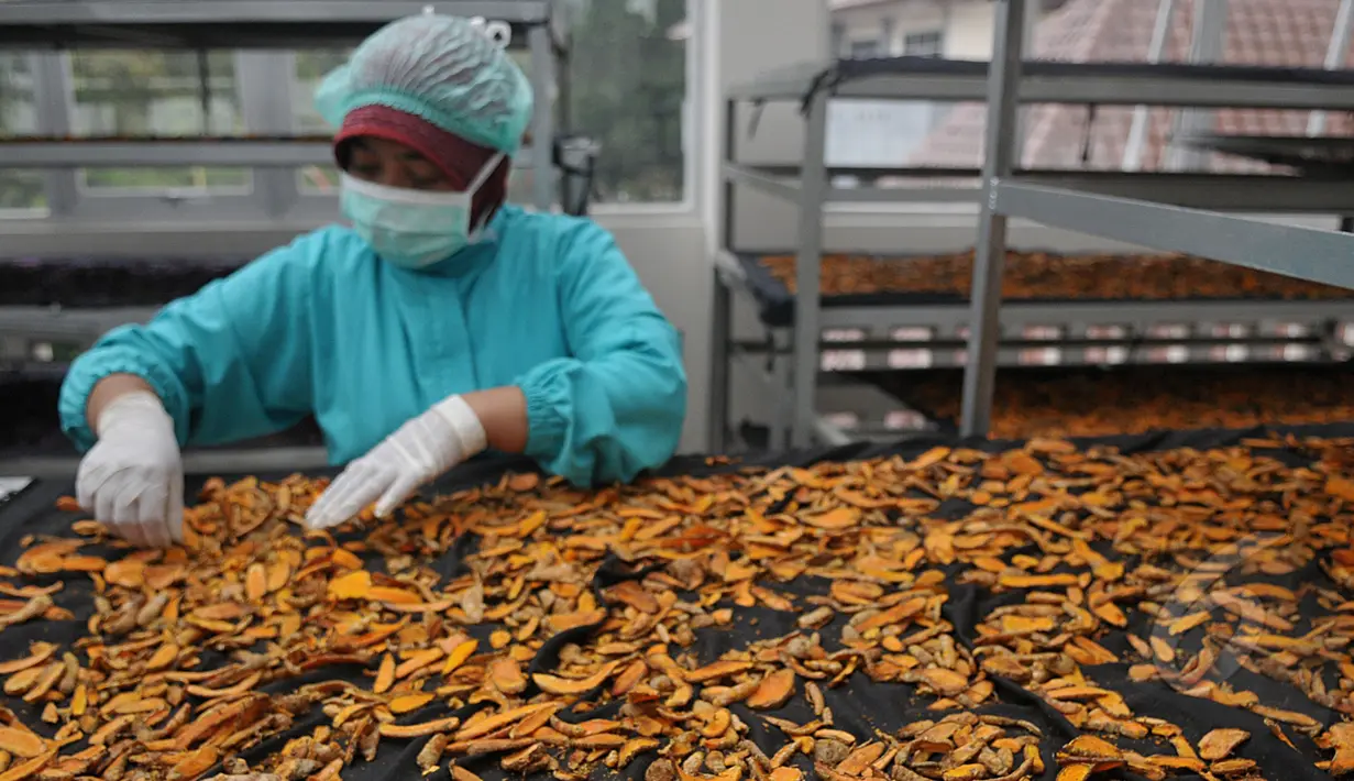 Pegawai Balai Besar Penelitian dan Pengembangan Tanaman Obat dan Obat Tradisional (B2P2TOOT) Kementerian Kesehatan memilah-milah hasil tanaman obat di Laboraturium B2P2TOOT, Tawangmangu, Jateng, Selasa (31/3/2015). (Liputan6.com/Johan Tallo)