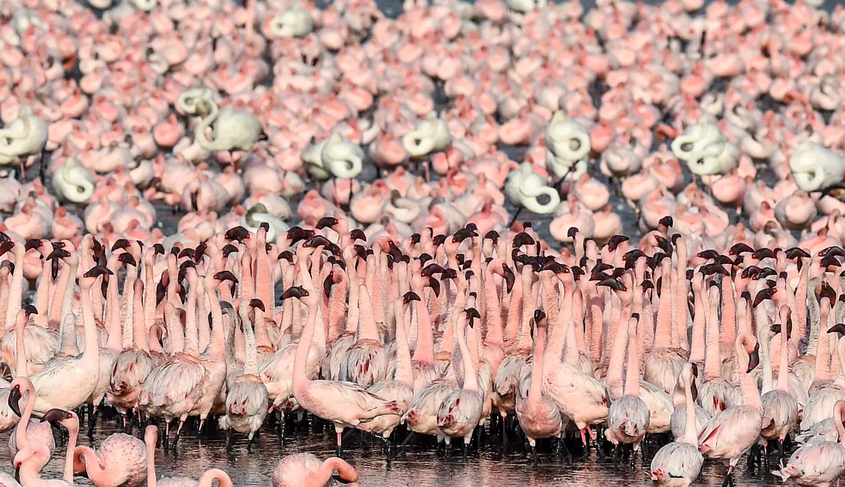 Kawanan flamingo berdiri di sebuah danau di Navi Mumbai pada Kamis (14/5/20220). Burung-burung yang bermigrasi biasa mendatangi Mumbai setiap tahun ini tiba dalam jumlah besar setelah pemerintah India menerapkan kebijakan lockdown. (Photo by Punit PARANJPE / AFP)