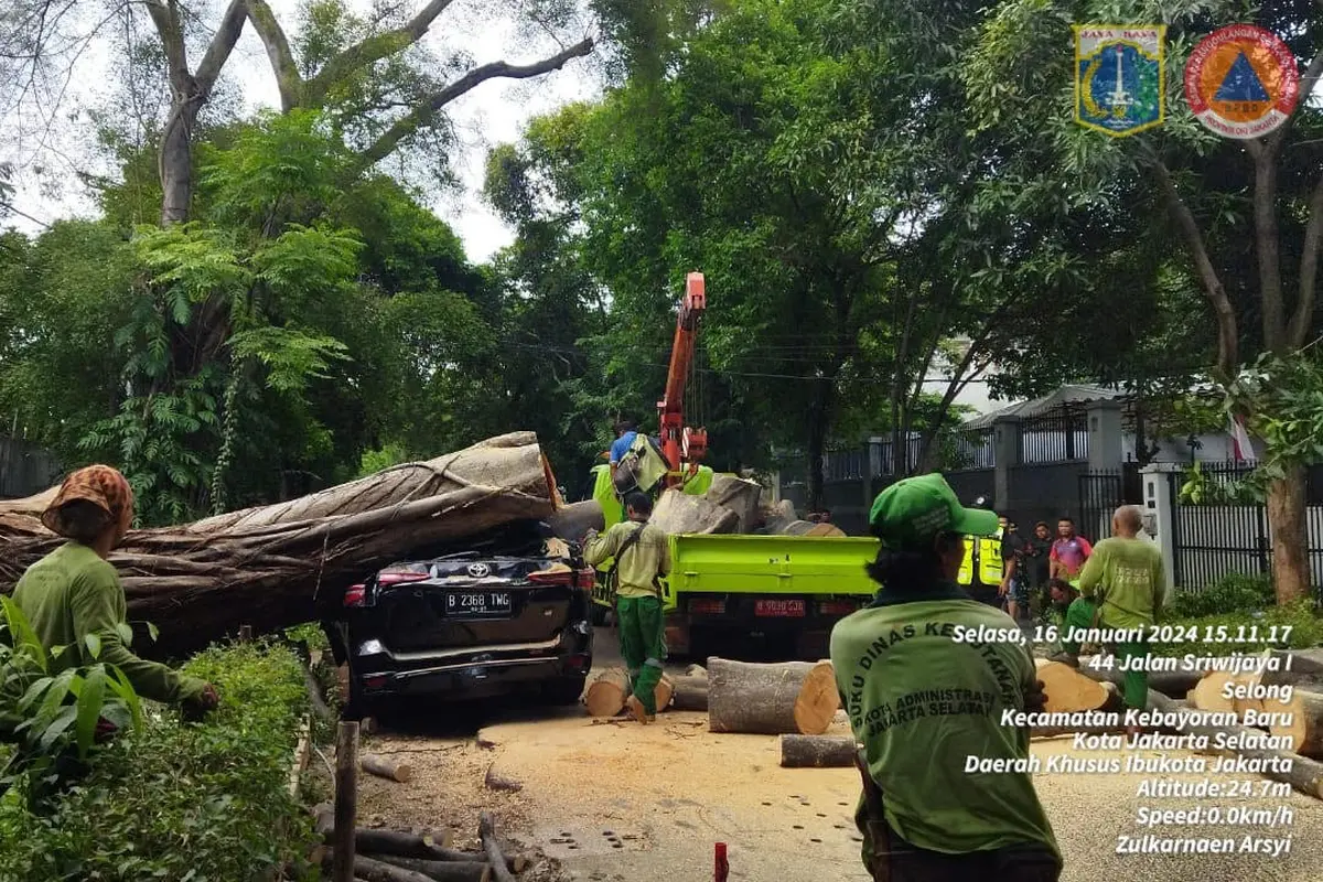 Pohon Tumbang di Kebayoran Baru, Jaksel