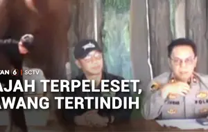 Pawang Tertindih Gajah Sumatra