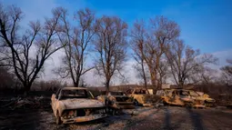 Kendaraan yang hangus terlihat di sebuah bengkel mobil akibat kebakaran Smokehouse Creek, Rabu, 28 Februari 2024, di Canadian, Texas. (AP Photo/Julio Cortez)