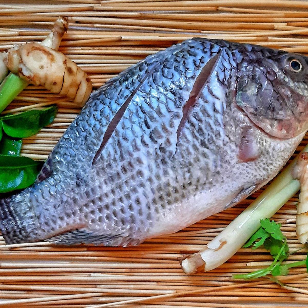 Ilustrasi ikan nila