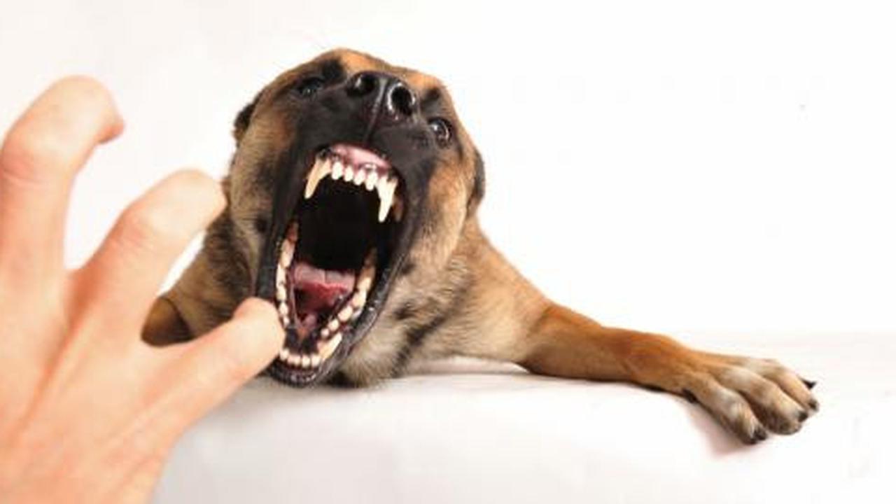 Gigitan anjing: Apa yang harus dilakukan?