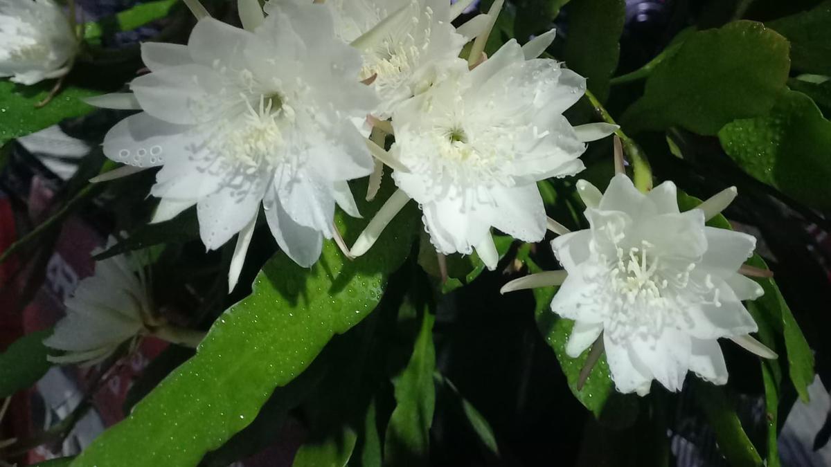 Tips Merawat Tanaman Wijaya Kusuma agar Terus Berbunga Lebat dan Cantik