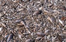 KKP: Ikan mati di Ancol karena berebut oksigen dengan fitoplankton