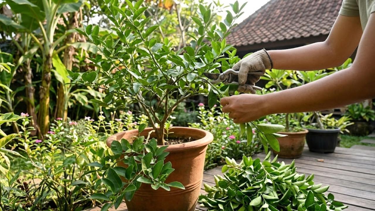 Cara Mengatasi Akar Tanaman Buah Memenuhi Pot