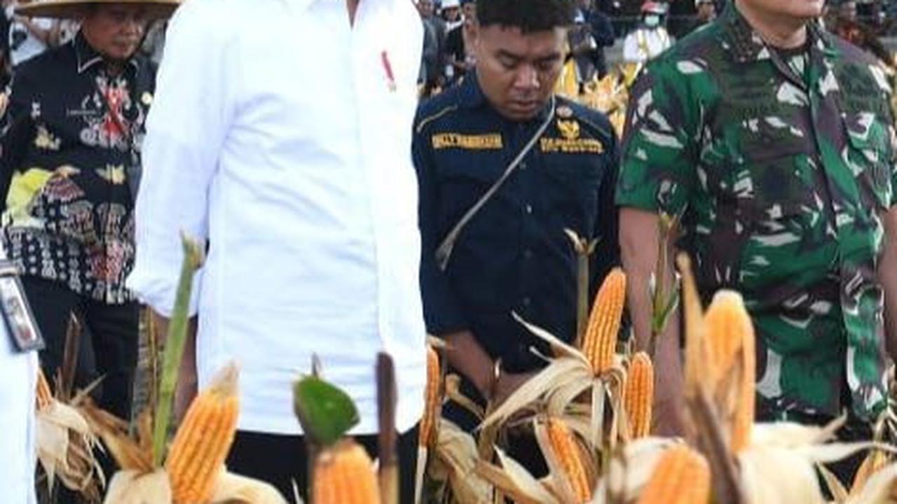 Presiden Joko Widodo (Jokowi) meninjau langsung ladang jagung yang ada di kawasan food estate, Desa Wambes, Kecamatan Mannem, Kabupaten Keerom, Provinsi Papua.
