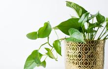 8 Tanaman Pot yang Tahan Banyak Air, Cocok untuk Rumah yang Lembap