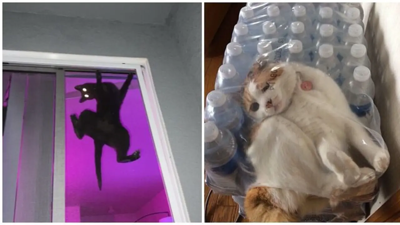 7 Tingkah Laku Kucing saat Sendirian Ini Bikin Geleng Kepala