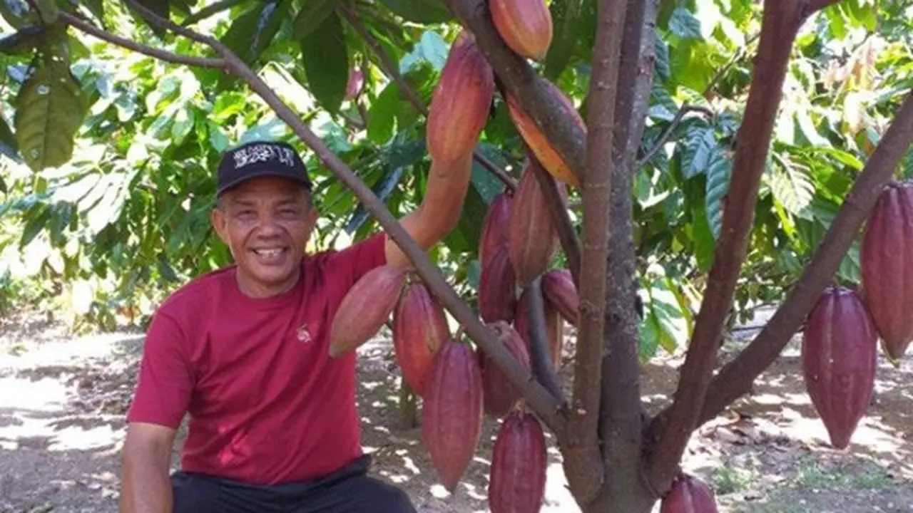 Hadapi Perubahan Iklim, Petani Kakao Bisa Terapkan 6 Strategi Ini