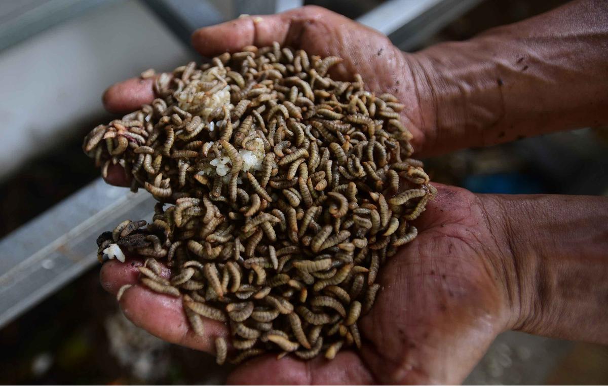 FOTO: Budidaya Maggot Bantu Warga Terdampak PHK di Depok