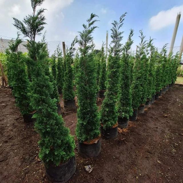 Cemara Pua-pua, Unik Seperti Tanduk Rusa