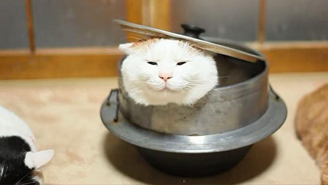 Foto Kucing Lagi Tidur Lucu - Gambar Ngetrend dan VIRAL