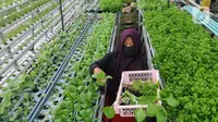 Cara Menanam Seledri di Rumah Mulai dari Biji dengan Polybag