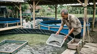 Cara Ternak Lele di Kolam Terpal untuk Orang Tua, Perawatan Mudah Tanpa Harus Sering Angkat Air