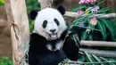 Panda raksasa Yi Yi menikmati kudapan ulang tahun di Kebun Binatang Nasional Malaysia, Selasa (14/1/2020). Yi Yi berarti persahabatan dalam bahasa Mandarin. (Xinhua/Zhu Wei)