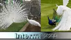 (Liputan6.com)