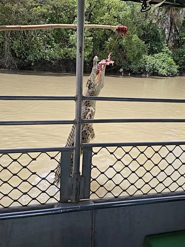 Sensasi Memberi Makan Buaya Liar dari Atas Kapal di Sungai Adelaide