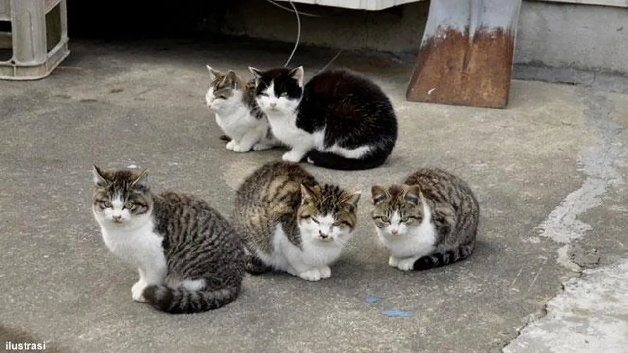 kucing kampung