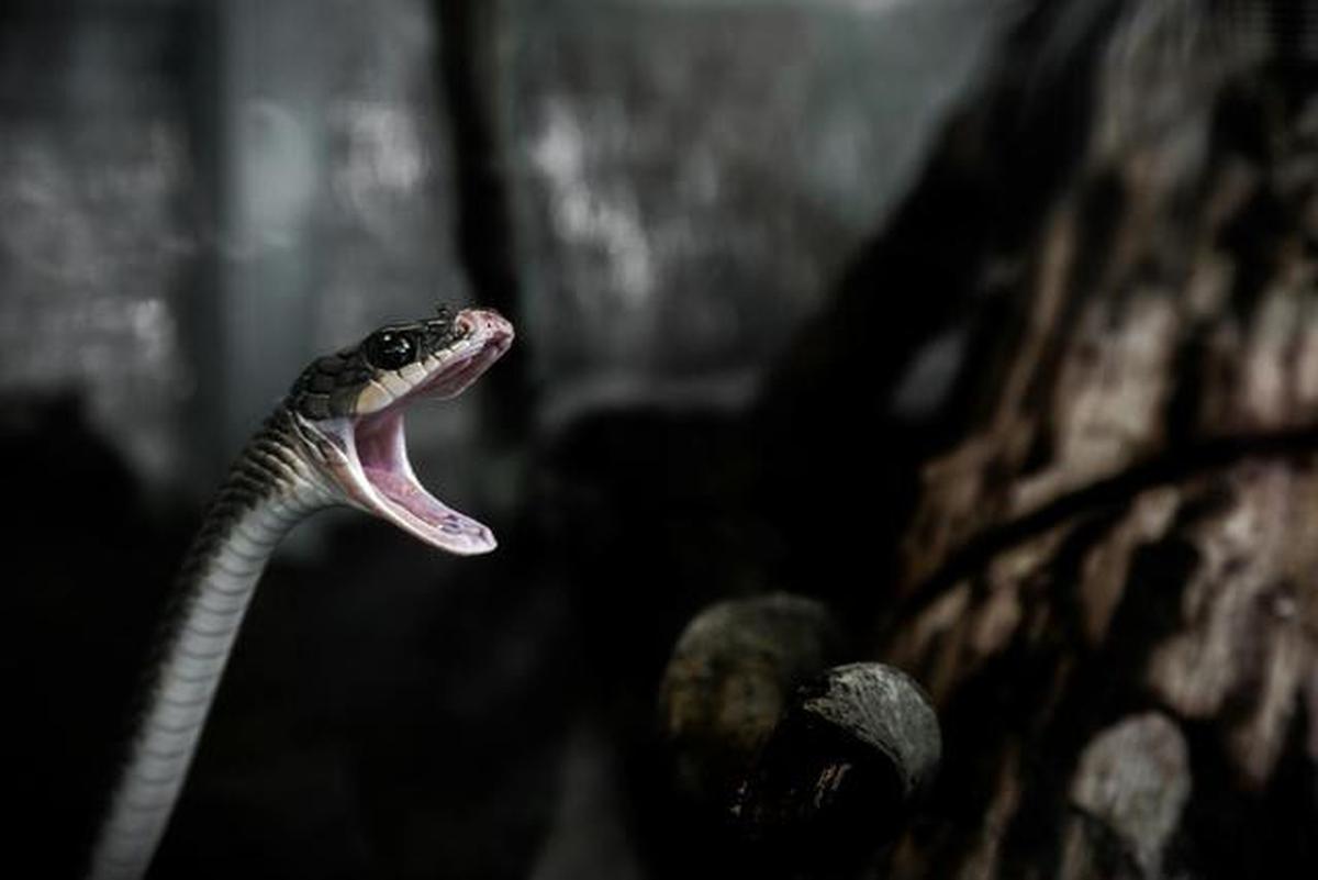 Mengenal Ular Black Mamba, Racunnya Bisa Membunuh Manusia dalam Hitungan Menit