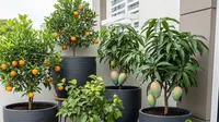7 Cara Membuat Tanaman Buah Dalam Pot Tidak Cepat Kekurangan Air, Tabulampot Makin Subur