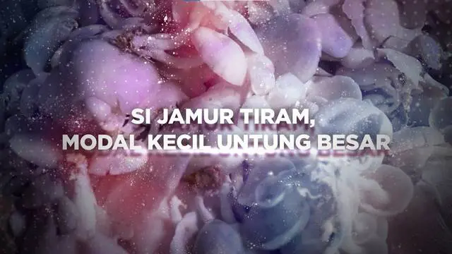 Budi daya jamur tiram jadi pilihan Diana Wati sebagai ikhtiar untuk hasilkan uang.Bisnis ini digagas dan digerakkan kaum perempuan.