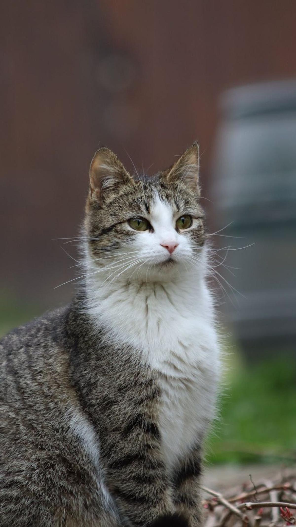Varian Kemampuan Naluri Kucing