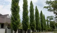 5 Tanaman yang Bisa Merusak Kualitas Rumah, Berpotensi Menurunkan Nilai Properti
